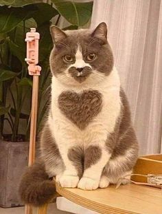 a grey and white cat sitting on top of a wooden table