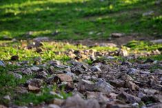 the ground is covered with rocks and grass, as if it were in an open field