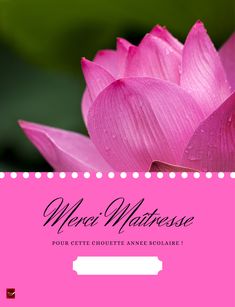 a pink lotus flower with the words where's matresse?