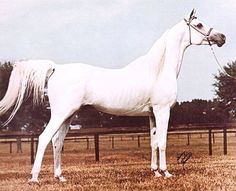 a white horse standing on top of a grass covered field