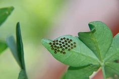 a green leaf with brown dots on it