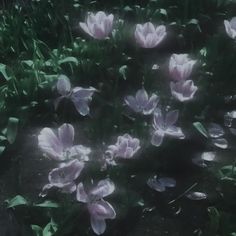 some pink flowers are in the grass and one is blurry with light coming from behind them