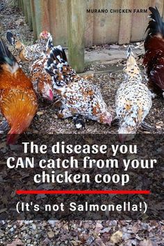 three chickens standing next to each other on top of dirt covered ground with text that reads, the disease you can catch from your chicken coop it's not salmonella