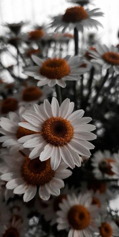 white and orange flowers in black and white photo