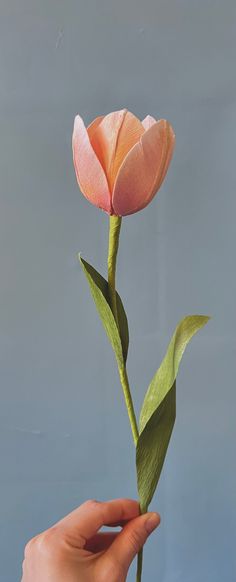 a hand holding a pink flower on top of a blue background with the petals still attached