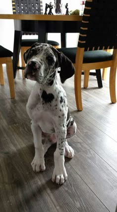 a black and white dog sitting on top of a wooden floor next to a table