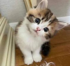 a small kitten sitting on top of a wooden floor