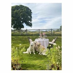 three dogs are sitting at a table in the middle of a grassy area with flowers on it