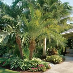 palm trees and other tropical plants in front of a house