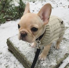 a small dog wearing a sweater standing in the snow