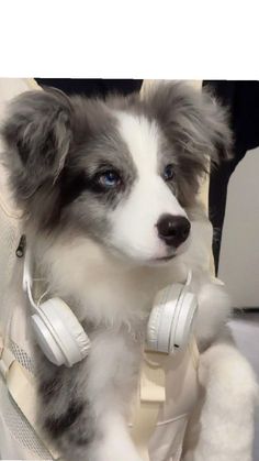 a puppy with headphones on sitting in a suitcase