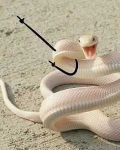 a white snake with its tongue out and an arrow in it's mouth is on the ground