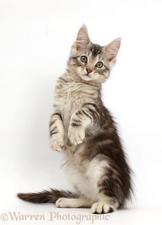 a small kitten standing on its hind legs with one paw up and the other hand in the air