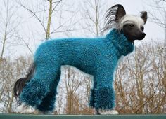 a dog wearing a blue sweater standing on top of a wooden table in front of trees