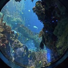 an aquarium filled with lots of different types of fish