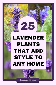 Lavender plants with vibrant purple blooms and greenery in a garden setting.