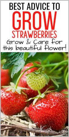 strawberries with the title best advice to grow strawberries and care for this beautiful flower