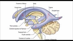 an image of the anatomy of the human body