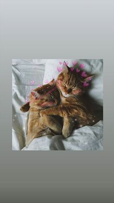 two cats laying on top of each other on a white sheet covered bed with pink hearts