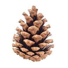 a pine cone is shown against a white background