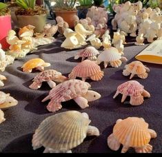 sea shells are arranged on a table in front of a book and potted plants