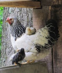 two white and black chickens standing next to each other on a wooden platform in front of a tree