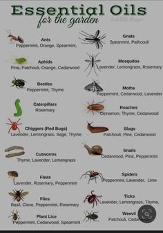 an insect chart with different types of bugs