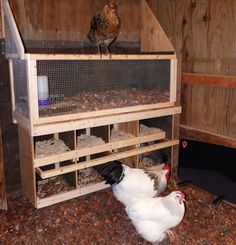 two chickens are standing in their coops on the ground