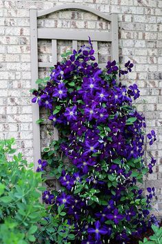 purple flowers growing on the side of a brick building