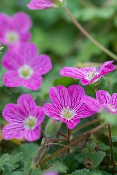 small pink flowers blooming in the grass