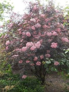 a tree with pink flowers in the middle of some bushes and trees on either side of it