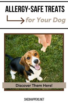 a brown and white dog sitting on top of grass next to a person's hand