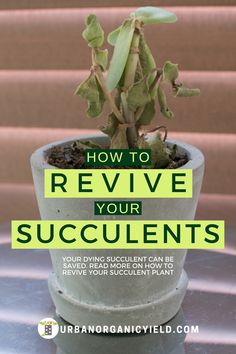 a potted plant with the words how to revive your succulents