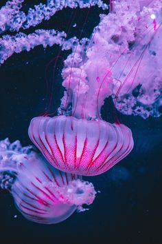 two pink jellyfish swimming in the water