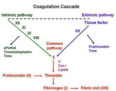 a diagram showing the stages of an extrinsic pathway