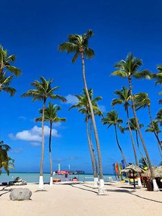 palm trees line the beach with boats in the water