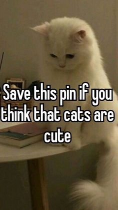 a white cat sitting on top of a table with the caption save this pin if you think that cats are cute