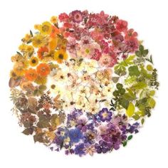 an assortment of flowers arranged in a circle