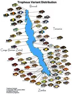 a map with different types of fish in the water and on it's sides