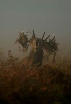 a deer with antlers on its head in the foggy grass and bushes behind it