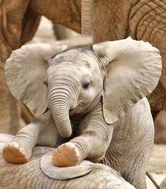 the baby elephant is nursing from its mother