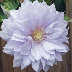 a large purple flower sitting on top of a wooden fence