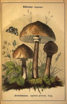 three mushrooms are sitting on the ground with grass and butterflies in the sky above them