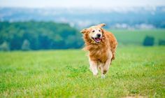 a dog running in the grass with its mouth open