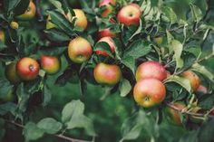 an apple tree filled with lots of ripe apples