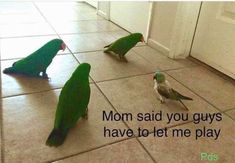 three green parrots are standing on the floor and one is saying mom said you guys have to let me play