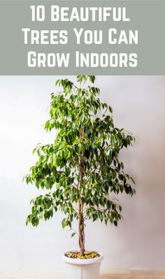 a potted tree with the words 10 beautiful trees you can grow indoors