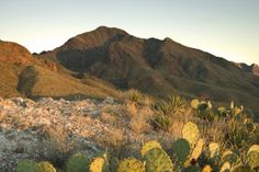 cactus plants in the foreground with mountains in the background