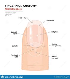 Anatomy Structure, Printable Nail Art Practice Sheet, Printable Nail Art, Medical Vector, Body Human, Back To School Nails