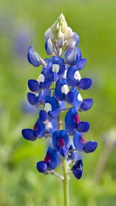 blue and white flowers with green leaves in the background